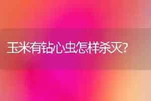 玉米有钻心虫怎样杀灭?