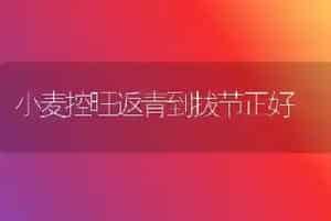 小麦控旺返青到拔节正好