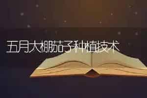 五月大棚茄子种植技术