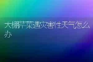大棚芹菜遇灾害性天气怎么办