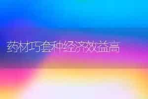 药材巧套种经济效益高