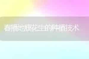 春播地膜花生的种植技术
