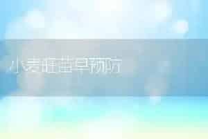 小麦旺苗早预防