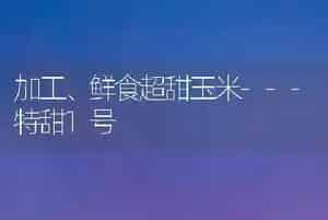 加工、鲜食超甜玉米---特甜1号