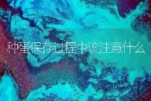 玉米穗期管理四要点