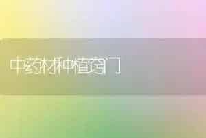 中药材种植窍门