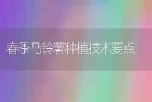 春季马铃薯种植技术要点