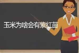 玉米为啥会有紫红苗