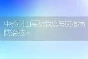 中药材山茱萸栽培与炭疽病防治技术