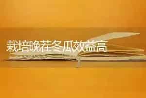 栽培晚茬冬瓜效益高