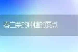 春白菜的种植的要点