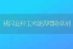 桃园套种玉米能否喷除草剂