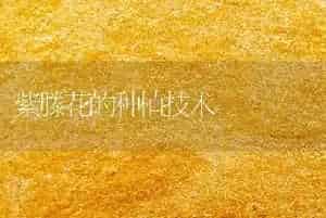 紫滕花的种植技术