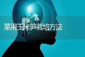 菜用玉米笋栽培方法