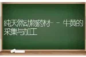 纯天然动物药材--牛黄的采集与加工