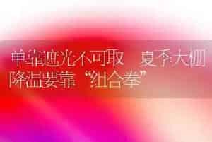 油菜品种---皖油11