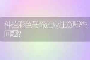 种植彩色马蹄莲应注意哪些问题?