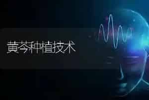 黄芩种植技术