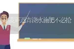 小麦正返青浇水施肥不必抢时
