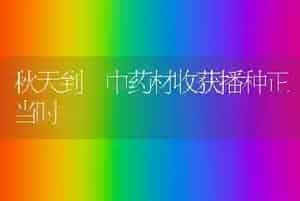 秋天到 中药材收获播种正当时