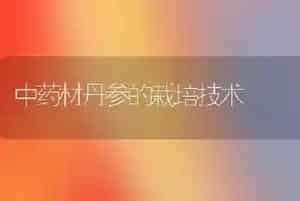 中药材丹参的栽培技术