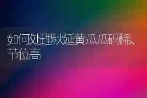 如何处理秋延黄瓜瓜码稀、节位高