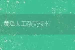 黄瓜人工杂交技术