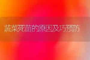 蔬菜死苗的原因及巧预防