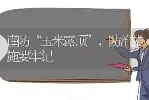 谨防“玉米露顶”,防治措施要牢记