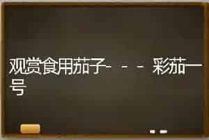观赏食用茄子---彩茄一号