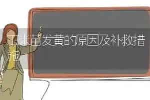 玉米苗发黄的原因及补救措施