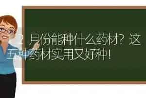 12月份能种什么药材?这五种药材实用又好种！