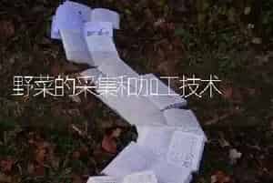 野菜的采集和加工技术