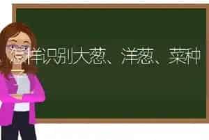 怎样识别大葱、洋葱、菜种子
