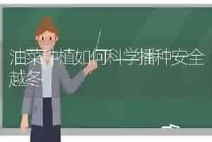 油菜种植如何科学播种安全越冬