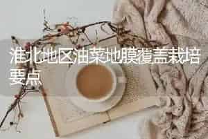 淮北地区油菜地膜覆盖栽培要点