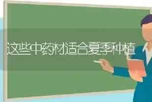 这些中药材适合夏季种植