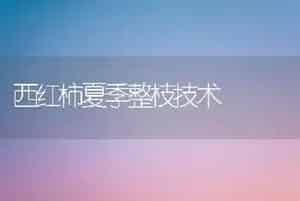 西红柿夏季整枝技术