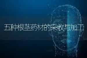 五种根茎药材的采收与加工