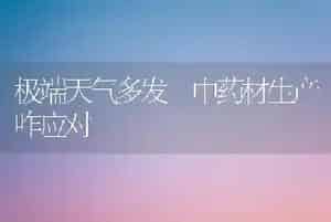 极端天气多发 中药材生产咋应对