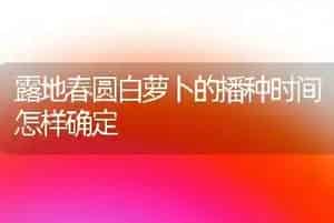 露地春圆白萝卜的播种时间怎样确定