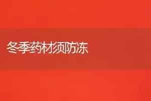 冬季药材须防冻