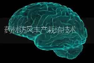 药材防风丰产栽培技术