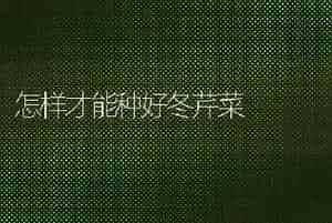 怎样才能种好冬芹菜