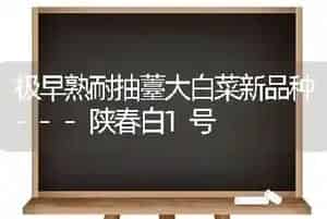 极早熟耐抽薹大白菜新品种---陕春白1号