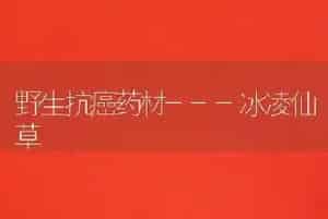 野生抗癌药材---冰凌仙草