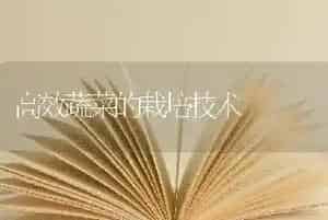 高效蔬菜的栽培技术