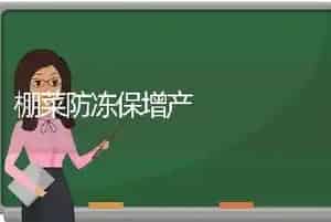 棚菜防冻保增产