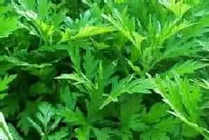 艾草可以泡水喝吗?