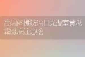 高温闷棚防治日光温室黄瓜霜霉病注意啥